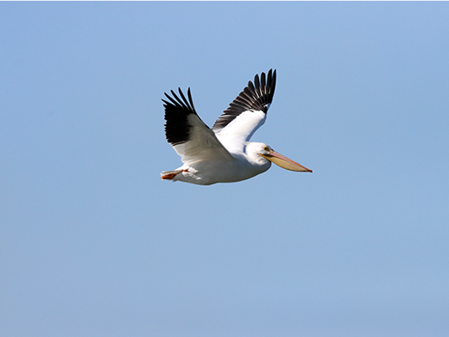 American White Pelican by Kevin Burke